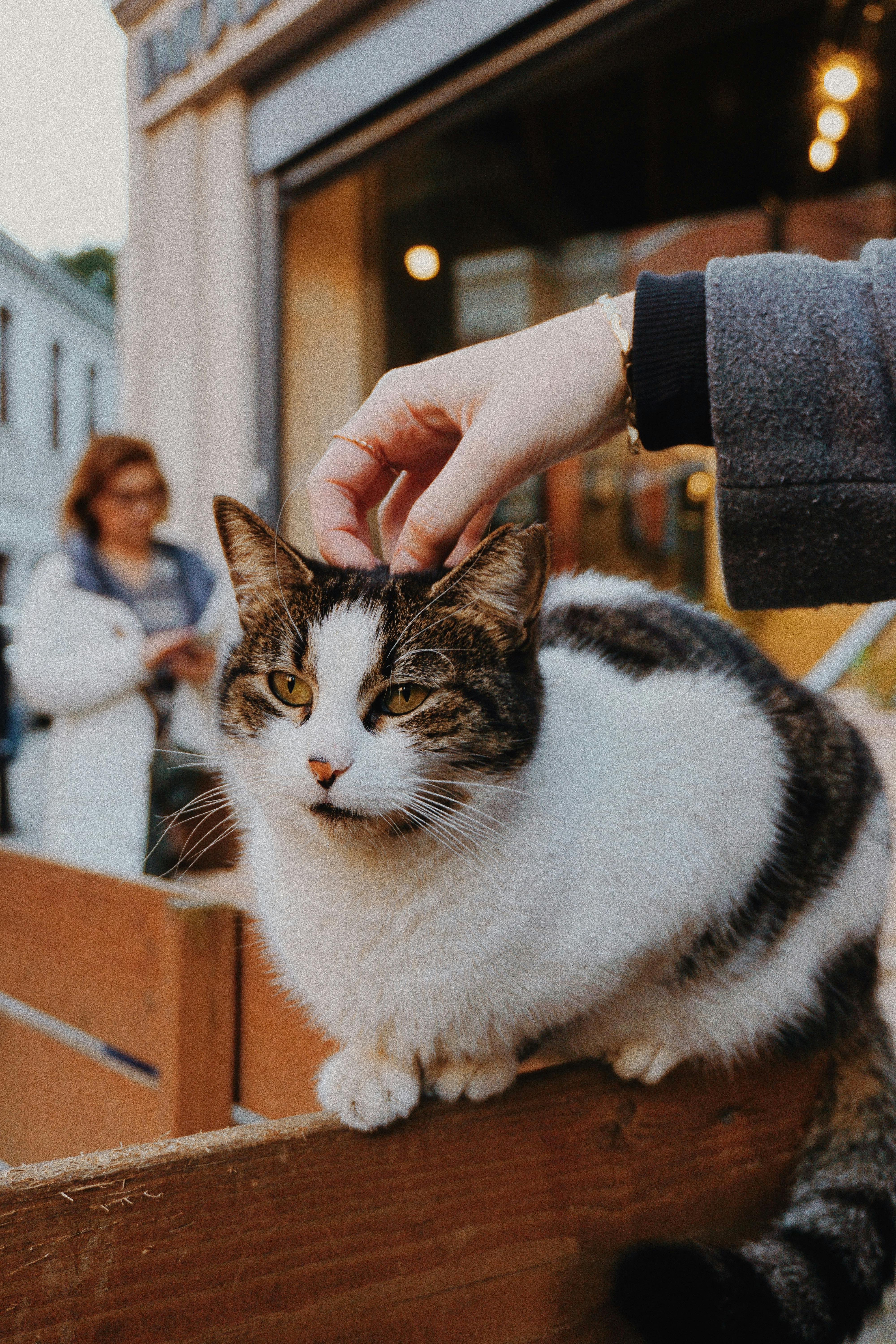 Happy pet with owner